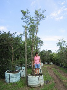 Commiphora harveyii 1000L