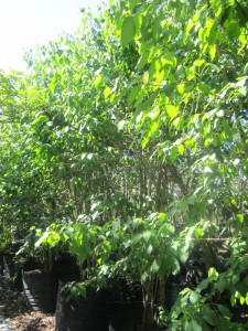 Cordia caffra 100L