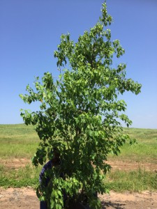 Cordia caffra 500L