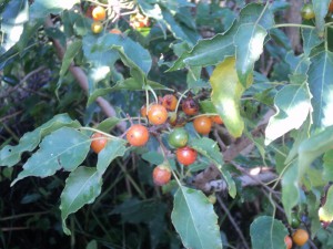 Cordia caffra Fruit