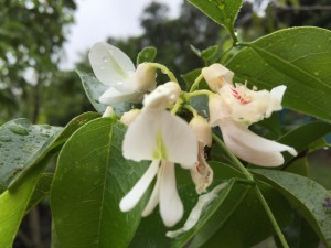 Craibbia zimmermannii