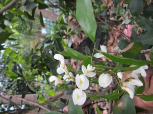Craibbia zimmermannii flower