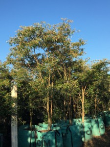 Croton gratissimus 1000L