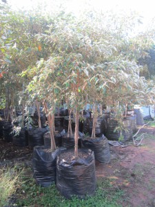 Croton gratissimus 100L