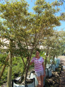 Croton gratissimus 500L