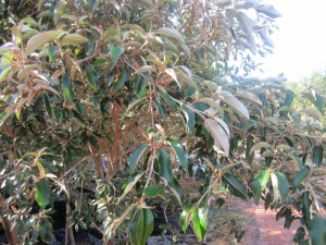 Croton gratissimus foliage