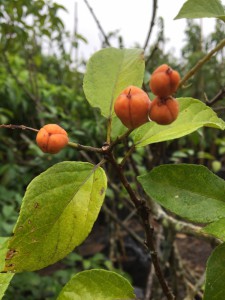 Croton sylvatius fruit
