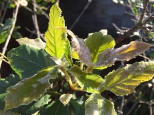 Curtisea dentata leaf