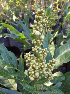 Deinbollia oblongifolia flower