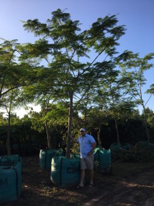 Delonix regia - Flamboyant 1000L