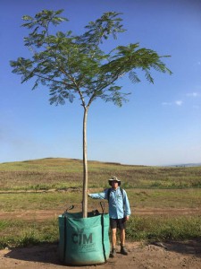 Delonix regia 1000L