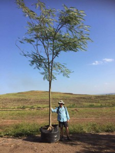 Delonix regia 500L