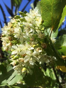 Dombeya cymosa flower (1)