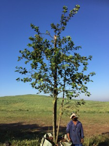 Dombeya rotundifolia 500L