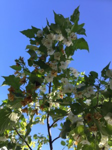 Dombeya tiliacea flower (1)
