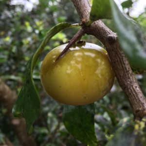 Dovyalis caffra fruit