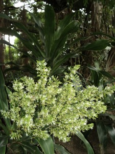 Dracaena aletriformis flower