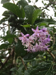 Ehritia rigida flowers & fruit
