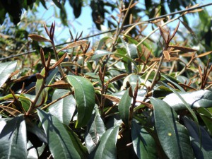 Englerophytum natalense foliage