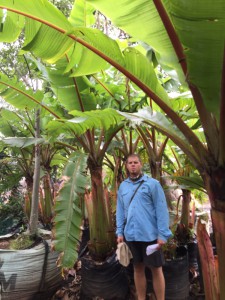 Ensete ventricosa 100L