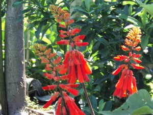 Erythrina humeana flower