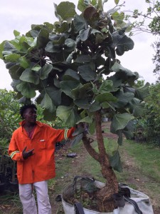 Erythrina latissima 500L