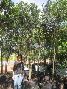 Euclea natalansis 500l 