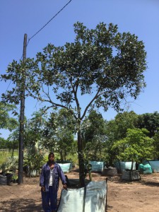 Euclea natalensis 1000L A