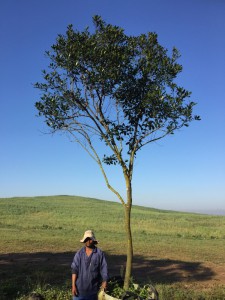 Euclea natalensis 500L (1)