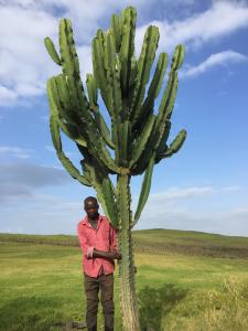 Euphorbia ingens 100L