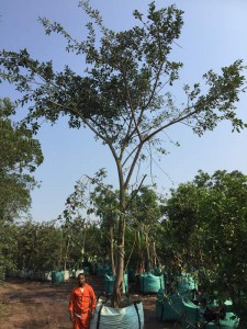 Ficus natalensis 1000L