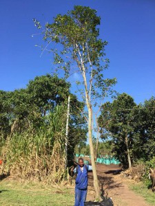 Ficus natalensis 500L