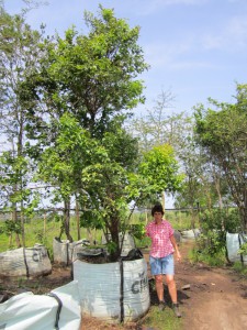 Halleria lucida 1000L