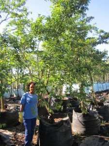 Halleria lucida 500L B