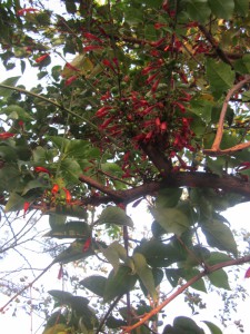 Halleria lucida red flower