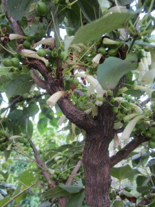 Halleria lucida white flower 