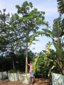 Harpephyllum caffrum 1000L