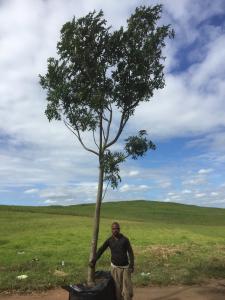 Harpephyllum caffrum 500L