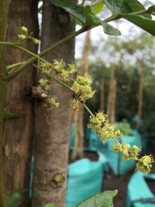 Harpephyllum caffrum flowers