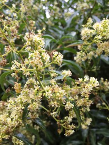 Heteropyxis natalensis flower