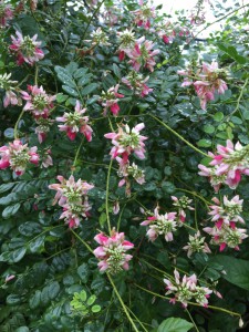 Indigofera jacunda flower and leaf