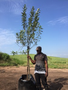 Kiggelaria africana 100L