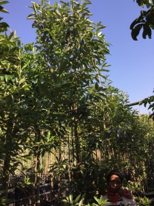Kiggelaria africana 500L