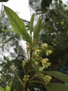 Kiggelaria africana flower