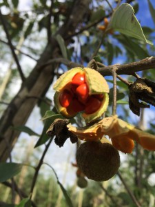 Kiggelaria africana fruit A