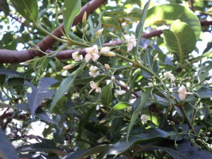 Kraussii floribunda flowers