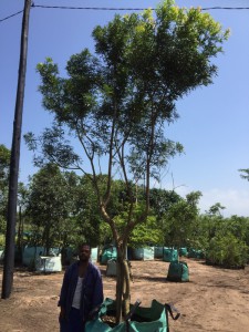 Loxostylis alata 1000L