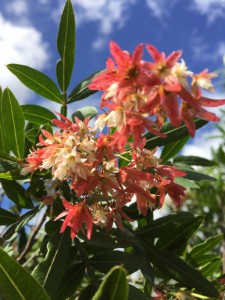 Loxostylis alata female flower