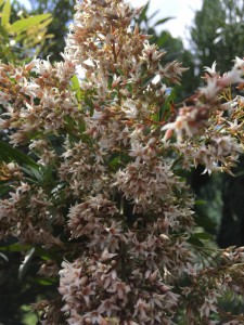 Loxostylis alata male flower