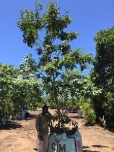 Milletia grandis 1000L